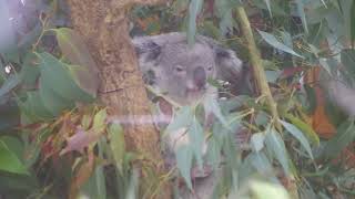 Saitama Children Zoo Park  Phascolarctos cinereus ≪ Koala ≫  コアラ [upl. by Tadich]