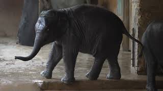 baby elephant swimmingelephant video 4kbaby elefant badenElefanten ZooZoo Leipzig Baby Part 2 [upl. by Etteluap]