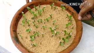 एडेनियम की सीडलिंग कैसे करें  । Adenium seedling growing method। [upl. by Raveaux]