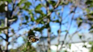 Hoverfly high speed camera [upl. by Tia663]