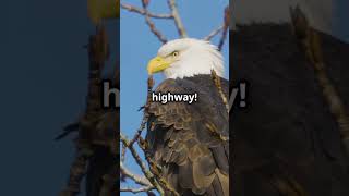 3 Incredible Eagle Facts You Didnt Know 🦅 shorts wildlife [upl. by Nosnek]