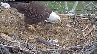 NCTC Eagle Nest 08042024 1129 [upl. by Kelcy841]