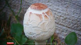 Exploring The Shaggy Mane Mushroom under a Microscope [upl. by Icyac]