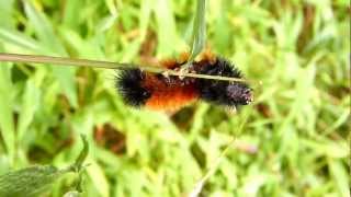 Wooly Bear Caterpillar [upl. by Flip]