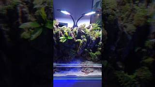 Paludarium Natures Cozy Aquarium [upl. by Innavoig]