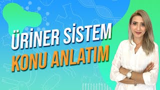 ÜRİNER SİSTEM  Seda Hoca Biyoloji 🧬ayt2024 [upl. by Enawd]