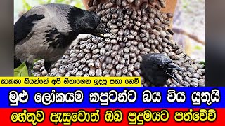 මුළු ලෝකයම කපුටන්ට බව විය යුතුයි Why The World Should Fear Crows [upl. by Ransom]