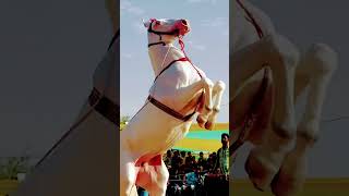 Horse dance amazing 🤩 skills chunni me [upl. by Emmuela]