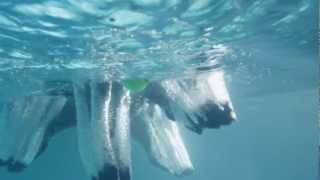 Secret Life of Dogs A Portuguese Water dog jumps into the water captured in slow motion [upl. by Darrin]