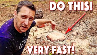 How To Remove A Tree Stump Quickest and Easiest Method [upl. by Raskin]