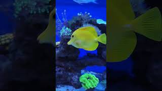 Reef tank Zebrasoma aquarium coralaquarium fish euphyllia reeftank fishtank nemo [upl. by Aihsot676]