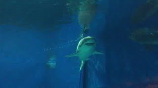 Okinawa Churaumi Aquarium Great White Shark in Captivity [upl. by Ekram]