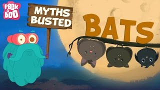 Bats – Myths Busted  The Dr Binocs Show  Learn Videos For Kids [upl. by Peonir]