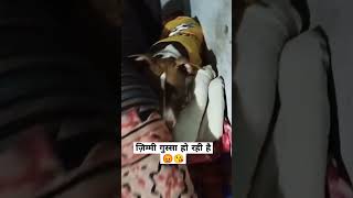 zimmy aaj Jayda hi naaraj ho gyi thi punjabi song newsong doglover [upl. by Nico]