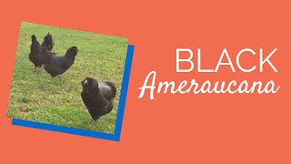 Ameraucana Chicks  Chickens for Backyards [upl. by Sunderland]