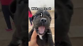 which scream is real [upl. by Ettena]