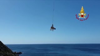 Sardegna salvataggio spettacolare dei vigili del fuoco mucca in volo sul mare di Stintino [upl. by Megen]