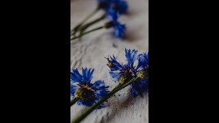 Blue Cornflower Annual Garden Flower Seeds [upl. by Lorna]