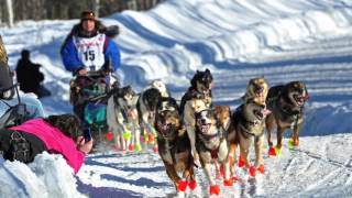 What is the Iditarod  AK Explained [upl. by Gillette]