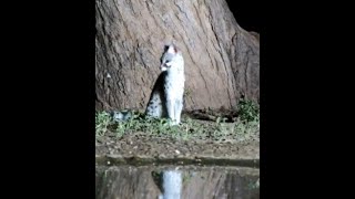 Small Spotted Genet at Lentorre [upl. by Kerr]