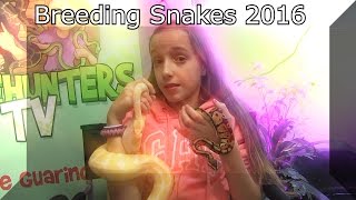 Breeding Snakes 2016 Update SnakeHuntersTV [upl. by Bergerac]