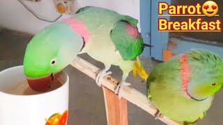 Parrot Breakfest  Mitthu Ka Nashta Chai Paratha  Chai Peene Wala Tota😍💖 [upl. by Nellak482]