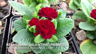 Belarina® Valentine Primrose [upl. by Solrak]