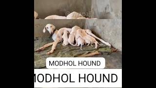 Mudhol hound Dog Breed [upl. by Mcroberts]