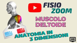 ANATOMIA 3D Il muscolo deltoide [upl. by Derwin]