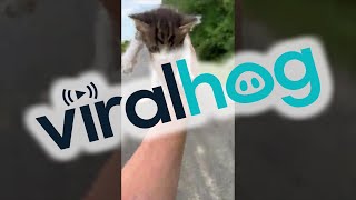 Guy Saving a Kitten Gets Ambushed by a Group of Them  ViralHog [upl. by Onairotciv]