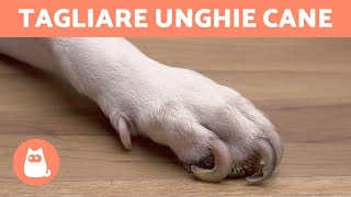 Come tagliare le unghie al cane in casa 🐶 PASSO PER PASSO CON TRUCCHI [upl. by Schuman]