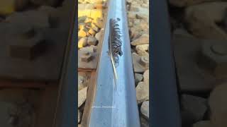 Train vs Eagle Wing railtrack wing railwayline railaddictrik railway railwaytrack comparison [upl. by Ruiz815]