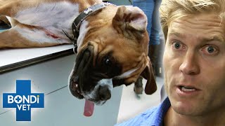 RunOver Dog With Torn Lung Desperately Gasps For Air 💔  Bondi Vet Clips  Bondi Vet [upl. by Enoitna]