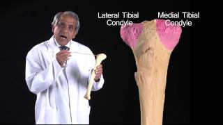 The Tibia  Anatomy Tutorial [upl. by Brittan463]