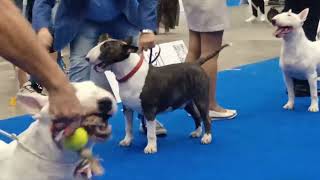 WDS 2023 BULL TERRIER males females World Dog Show Geneva Switzerland [upl. by Bander]