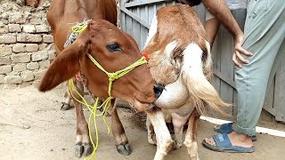 feeding goats milk  goat feeding milk to calf 😋  Nikka Haji [upl. by Alegre389]