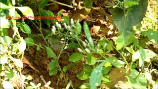 Medicinal plant  Vernonia Cinerea  Little Ironweed  Ash Coloured Fleabane [upl. by Nagn]