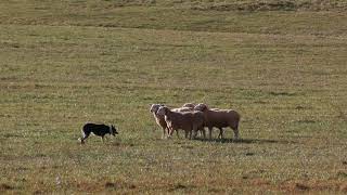 Sheep Dog Competition [upl. by Innor]