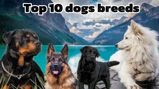 Top 10 Dog breeds for your home [upl. by Teerpnam52]