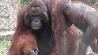 Thaïlande Deux orang outans bien pensif [upl. by Attenauqa510]