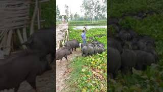 pig farming PigFarm hogFarm sickpig pig [upl. by Repinuj]