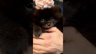 Very cute black pomeranian puppies 🖤🖤 [upl. by Harbard861]