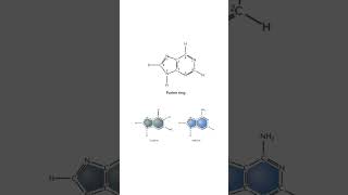 Purine and pyrimidine biology ibbiology apbiology [upl. by Ahsirkal]