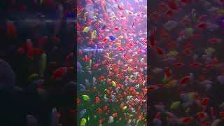 Glofish marine show perinthalmanna2024 love chennai travel trending😀😀🥰 [upl. by Onahpets791]