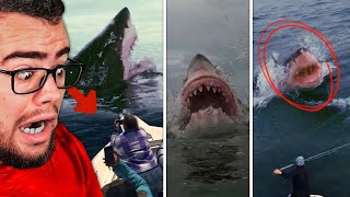 Real Life SHARK ATTACKS Caught On Camera [upl. by Reichel679]