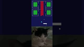 chipichipi cat tra cpt brickbreaker videogames shortviral funny cute chipichipi ep 321 [upl. by Jedthus311]