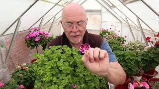 The Types of Pelargoniums That I Grow  Part Two [upl. by Aronoff]