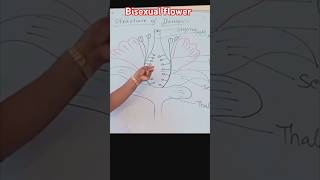 Bisexual flower monoecious flowerparts biologydiagram drawing artist [upl. by Sorilda]