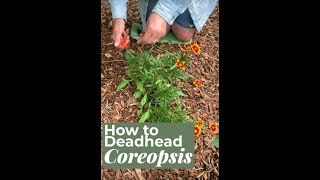 How to Deadhead Coreopsis [upl. by Enomis]