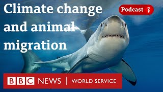 Why protecting animal migrations could help the planet  The Climate Question BBC World Service [upl. by Eirol]